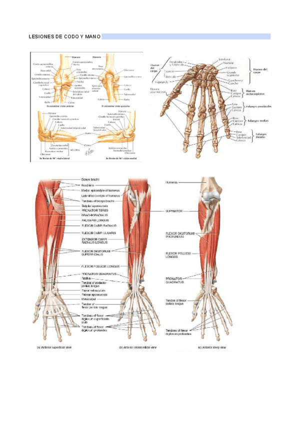 Miniatura del documento LESIONES-DE-CODO-Y-MANO.pdf