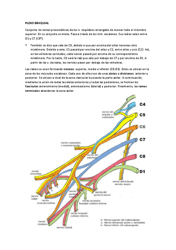 Miniatura del documento MIEMBRO SUPERIOR ANATOMÍA.pdf