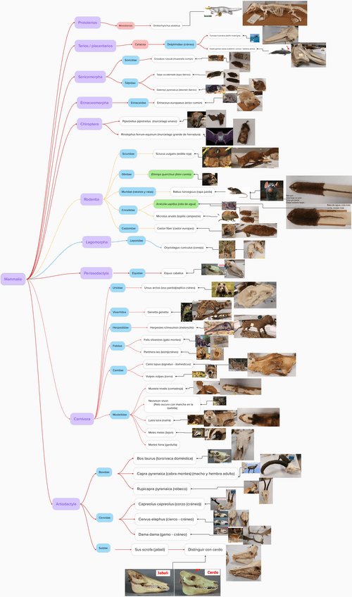 Miniatura del documento Mammalia.pdf