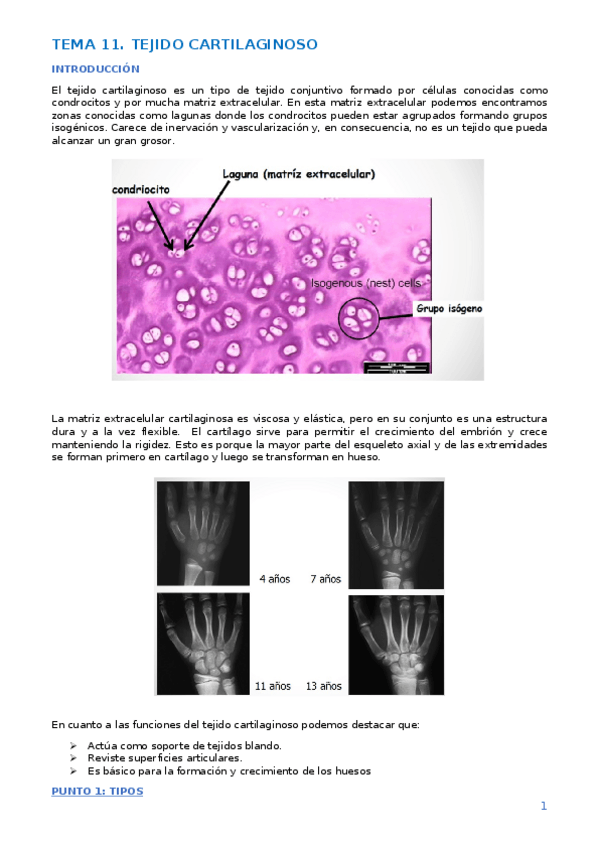 Miniatura del documento TEMA 11. TEJIDO CARTILAGINOSO.docx