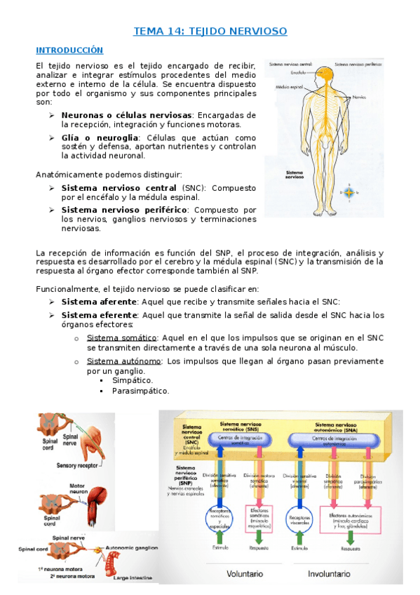 Miniatura del documento TEMA 14. TEJIDO NERVIOSO.docx