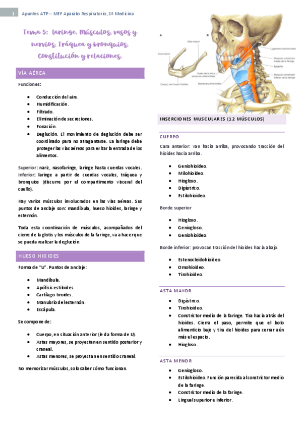 Miniatura del documento tema-5-ap-respiratorio.pdf