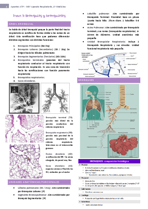 Miniatura del documento tema-9-ap-respiratorio.pdf