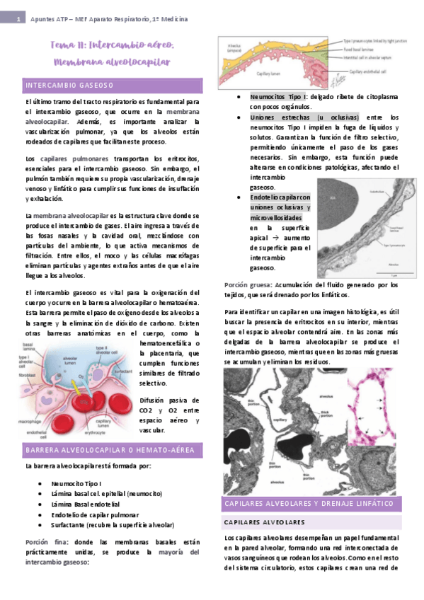 Miniatura del documento tema-11-ap-respiratorio.pdf