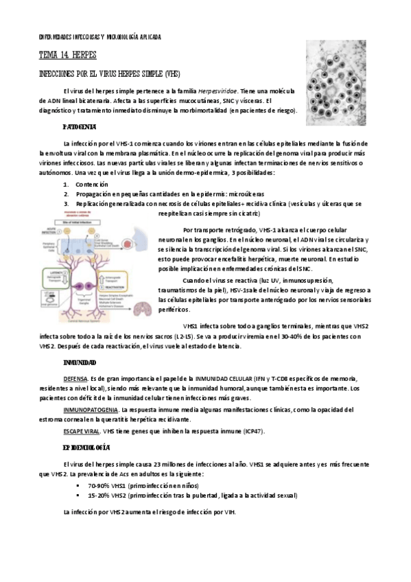 Miniatura del documento tema-14-eima-herpes.pdf