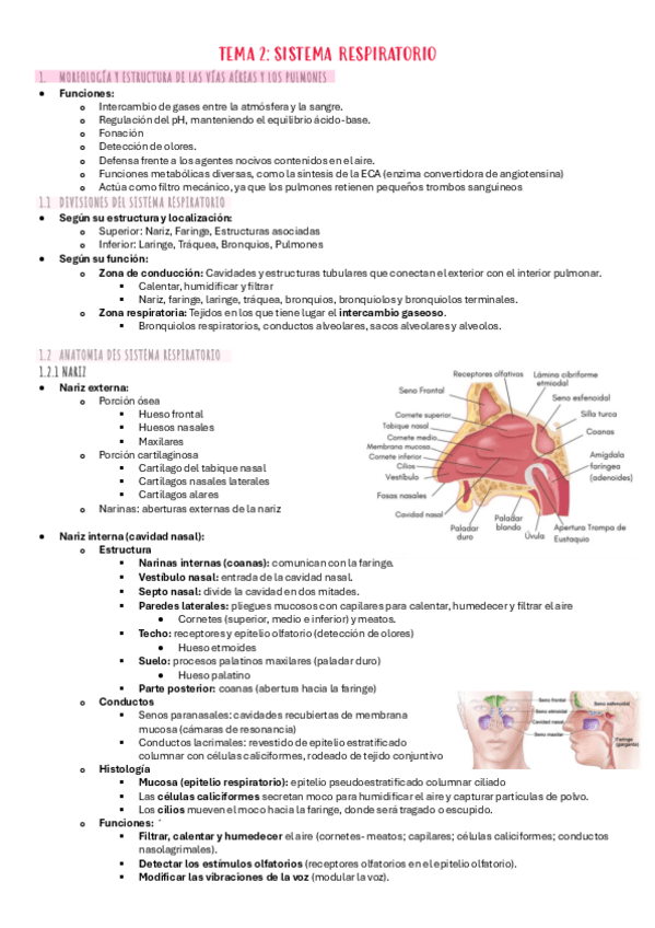 Miniatura del documento T.2-anatomia-e-histologia-respiratoria.pdf
