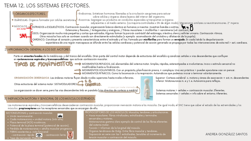 Miniatura del documento ESQUEMA-TEMA-12.-LOS-SISTEMAS-EFECTORES..pdf