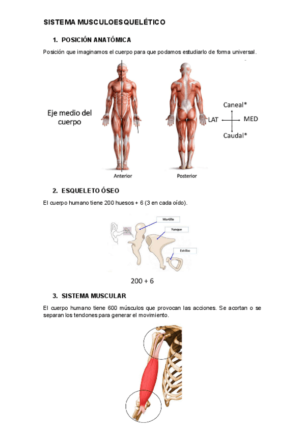 Miniatura del documento tema-1-musculo.pdf