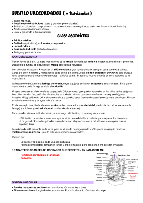 Miniatura del documento SUBFILO-UROCORDADOS.pdf