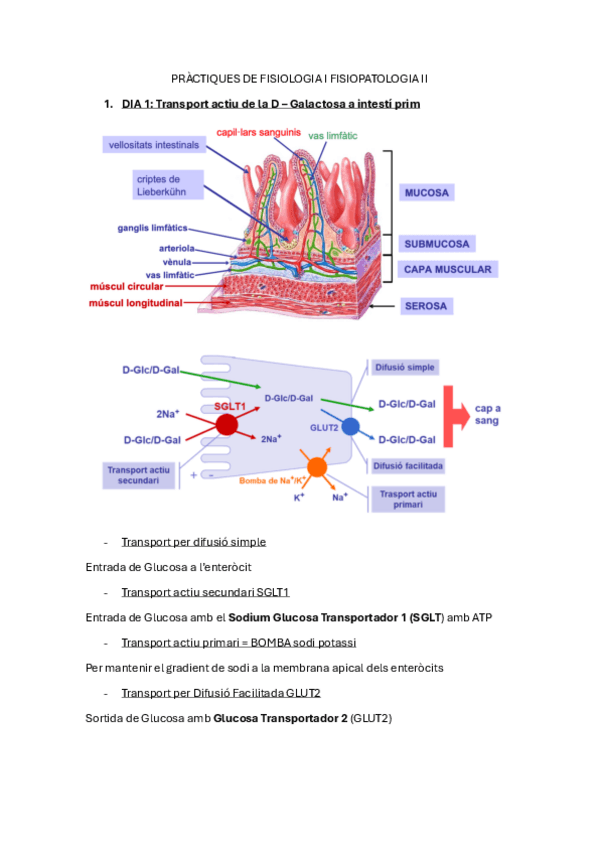 Miniatura del documento RESUM-PRACTIQUES-DE-FISIOLOGIA-I-FISIOPATOLOGIA-II.pdf