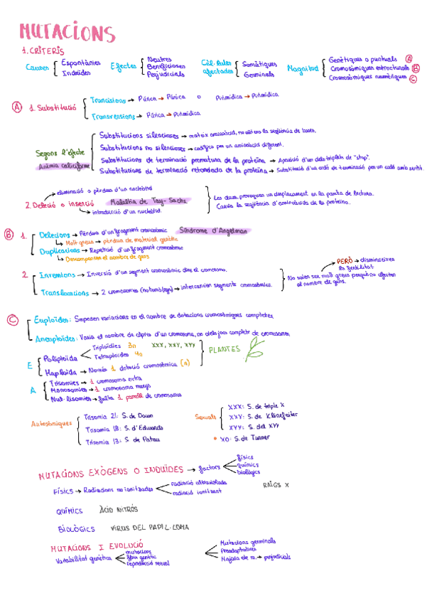 Miniatura del documento Tema 13 - Mutacions.pdf