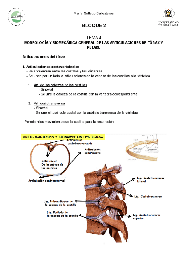 Miniatura del documento TEMA-4-anatomia-general. Gloria Perazzoli.pdf