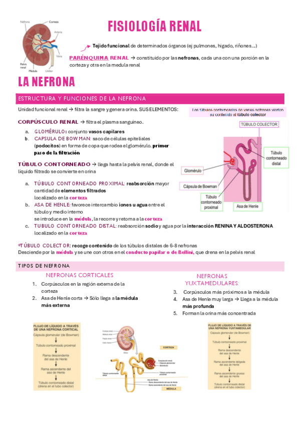 Miniatura del documento FISIOLOGÍA-APARATO-GENITOURINARIO-P2.pdf