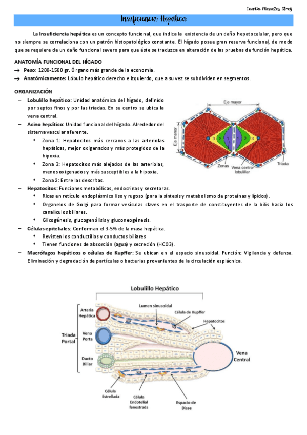 Miniatura del documento Dig.-13-Insuficiencia-Hepatica-aguda-y-cronica.pdf