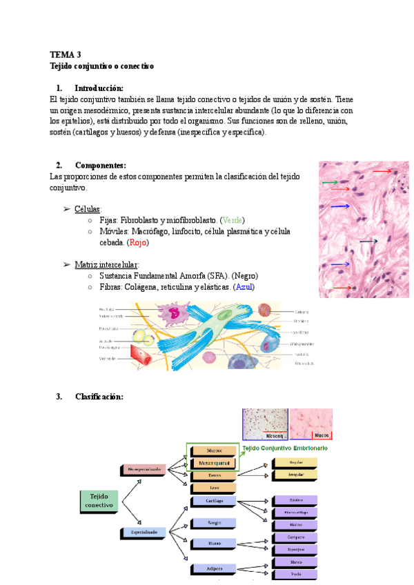 Miniatura del documento TEMA-3-Histologia.pdf