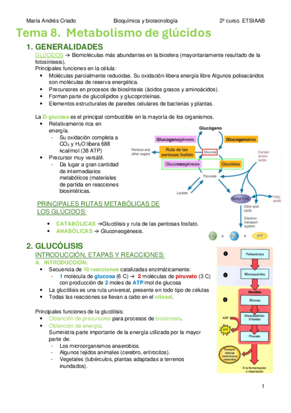 Miniatura del documento TEMA-8.-Metabolismo-de-glucidos.pdf