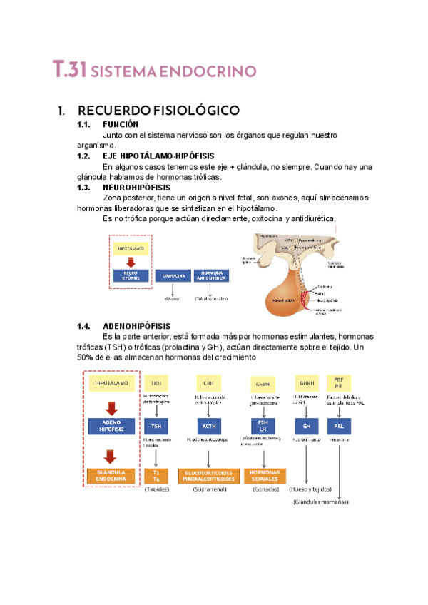 Miniatura del documento T.31-SISTEMA-ENDOCRINO.pdf