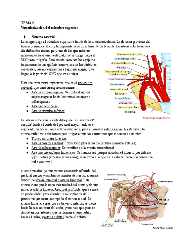 Miniatura del documento TEMA-5-Anatomia-Especial.pdf