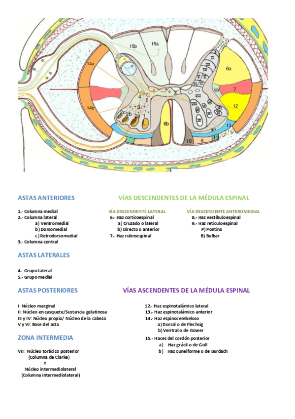 Miniatura del documento ESQUEMA MÉDULA.pdf