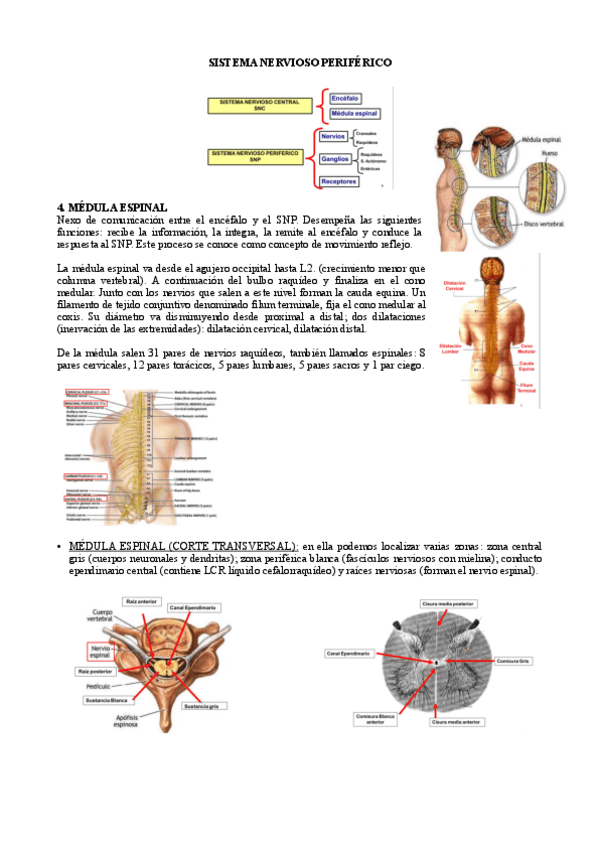 Miniatura del documento TEMA-5.2-SISTEMA-NERVIOSO.pdf