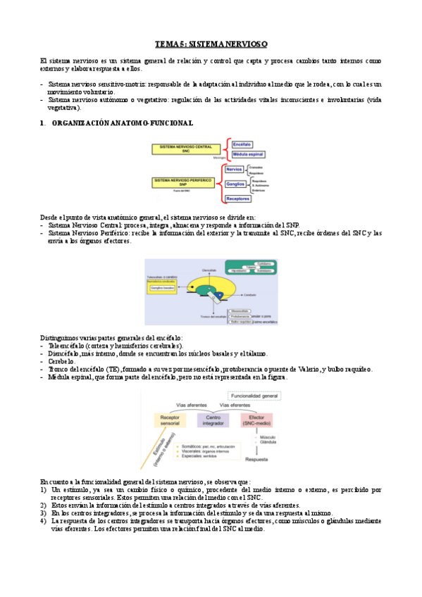Miniatura del documento TEMA-5SISTEMA-NERVIOSO.pdf