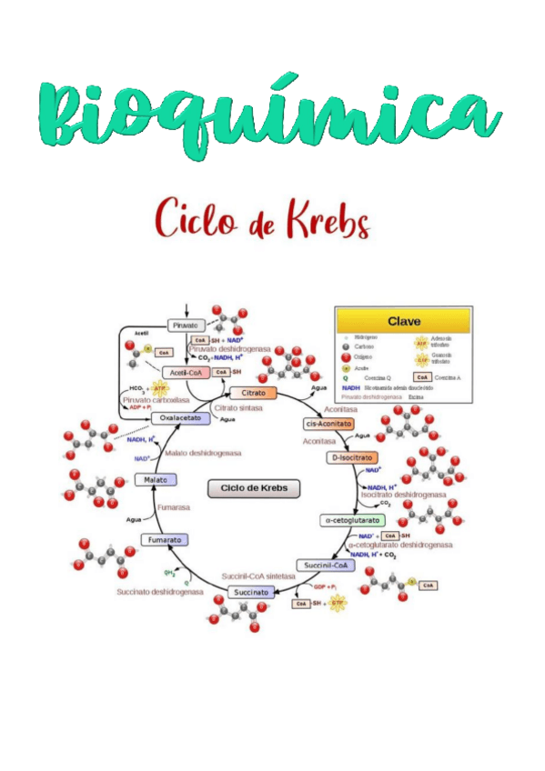 Miniatura del documento BIOQUIMICA.pdf