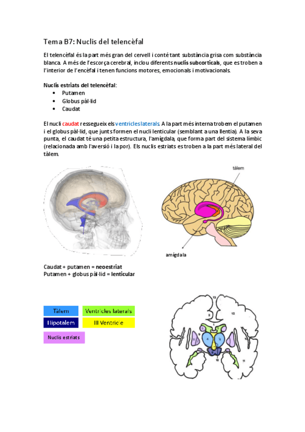 Miniatura del documento Tema-7-neuroanatomia.-Nuclis-del-telencefal.pdf
