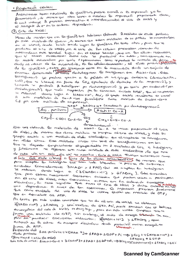 Miniatura del documento Respiracion celular.pdf