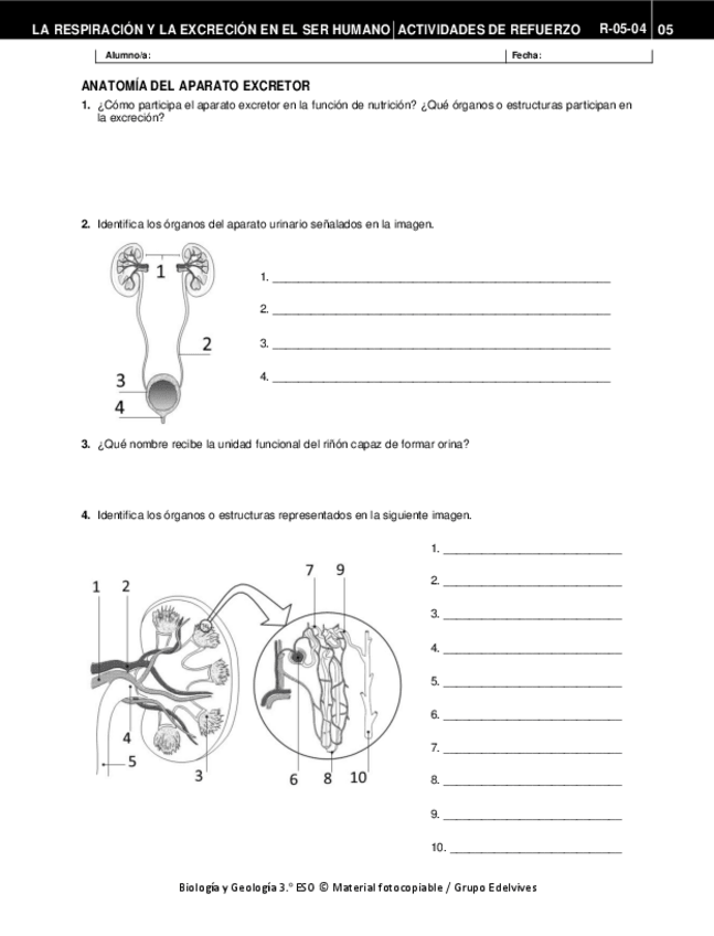 Miniatura del documento EJERCICIOS-REPASO-excretor-LEC-rinon.pdf