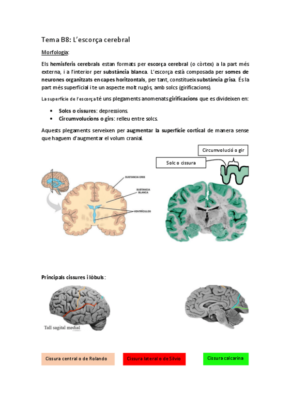 Miniatura del documento Tema-8-neuroanatomia.-Lescorca-cerebral.pdf