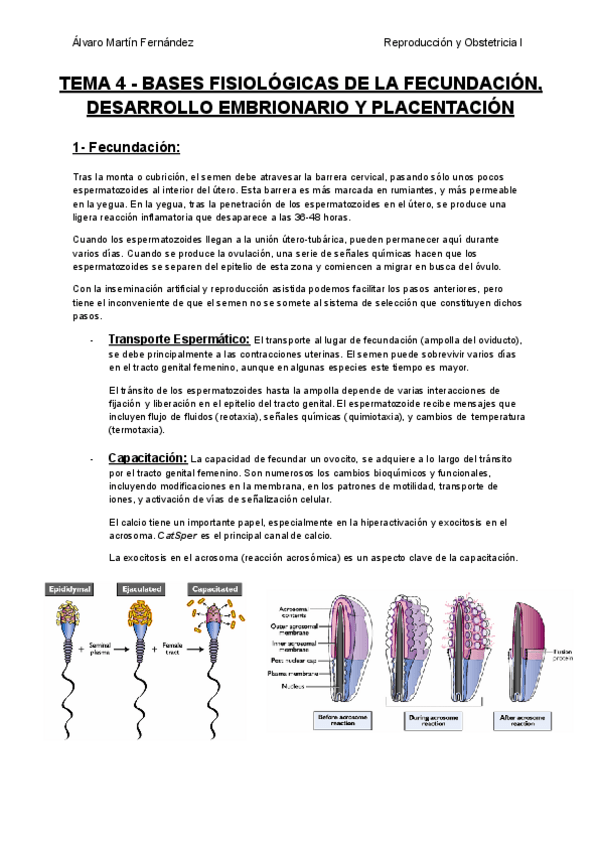 Miniatura del documento TEMA-4-BASES-FISIOLOGICAS-DE-LA-FECUNDACION-DESARROLLO-EMBRIONARIO-Y-PLACENTACION.pdf