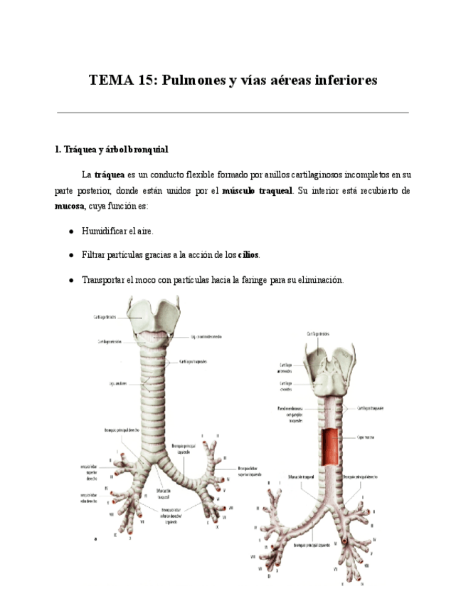 Miniatura del documento TEMA-15-Pulmones-y-vias-aereas-inferiores.pdf