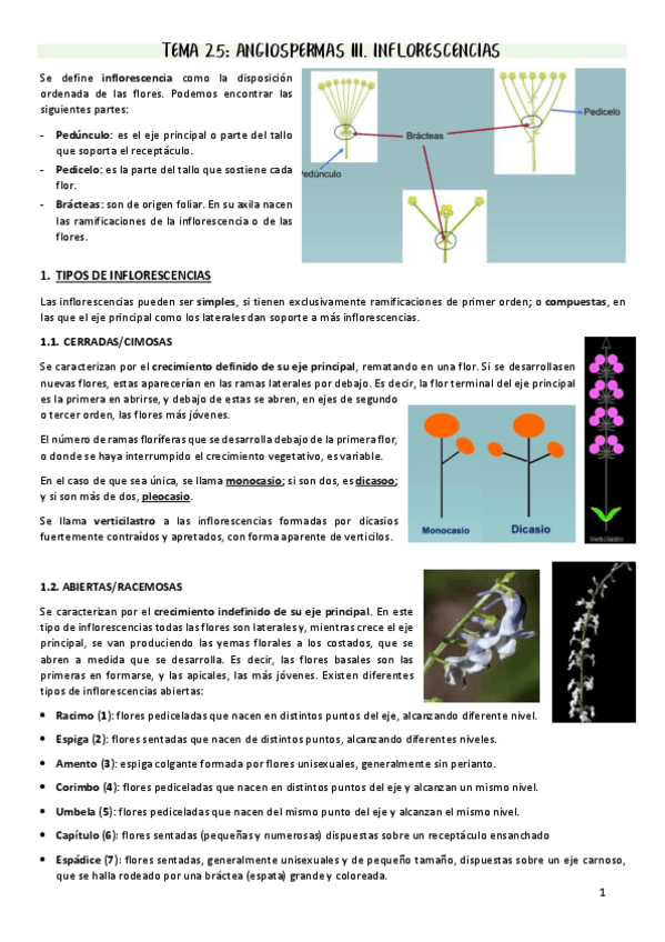 Miniatura del documento T25-Angiospermas-III.-Inflorescencias.pdf
