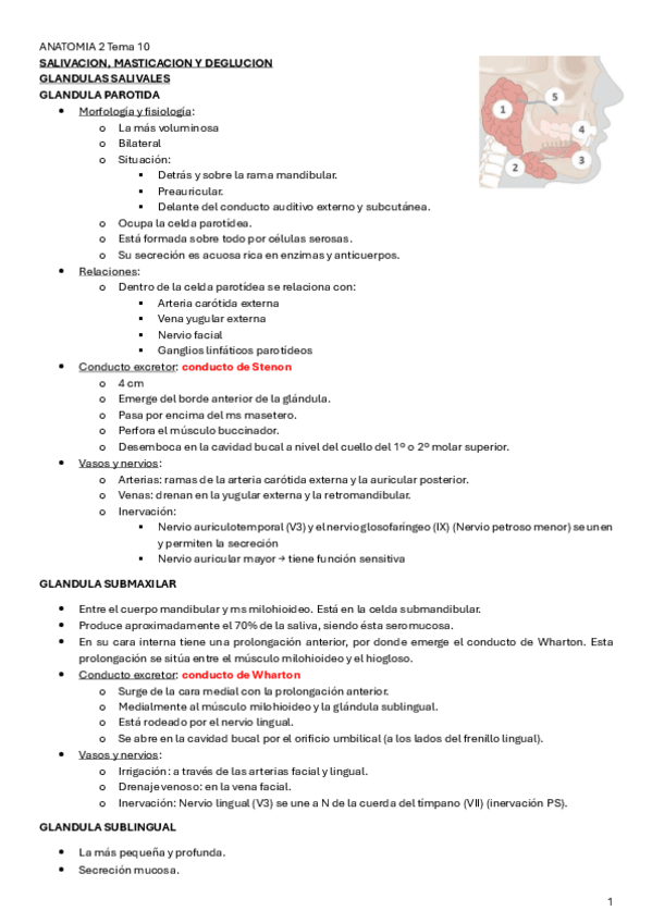 Miniatura del documento ANATOMIA-2-Tema-10.pdf