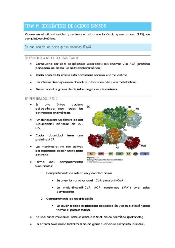 Miniatura del documento Tema 19: Biosíntesis de ácidos grasos.pdf