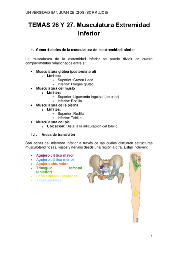 Miniatura del documento TEMAS-26-Y-27.-MUSCULATURA-EXTREMIDAD-INFERIOR.pdf