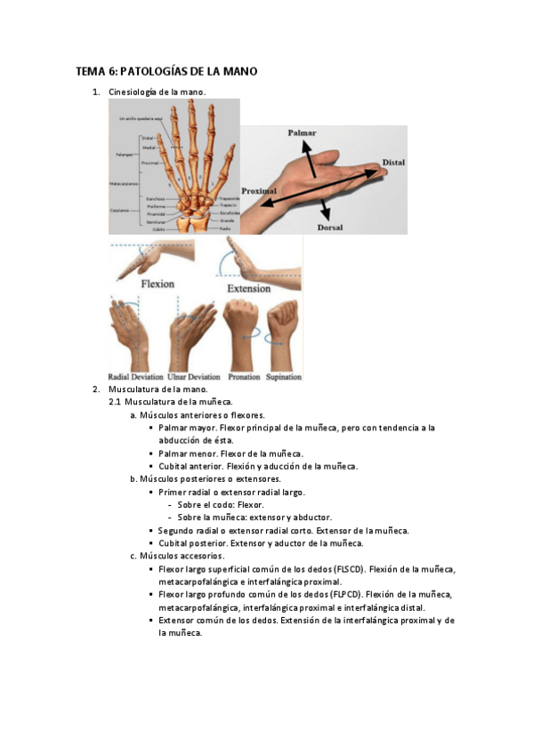 Miniatura del documento Cinesiologia-tema-6.pdf