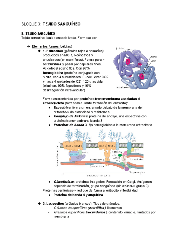 Miniatura del documento BLOQUE-3-TEJIDO-SANGUINEOYHEMATOPOYESIS.pdf