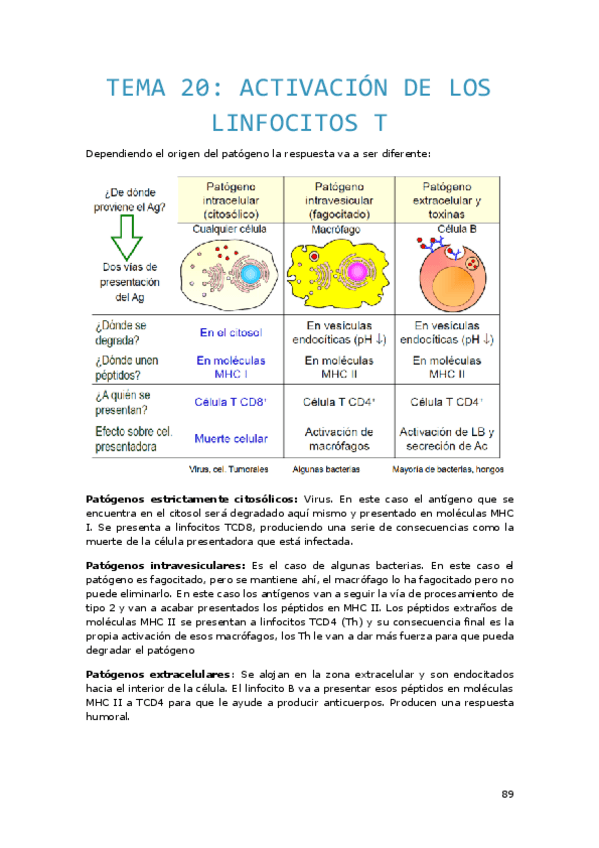 Miniatura del documento TEMA-20.-Activacion-del-linfocito-T.pdf