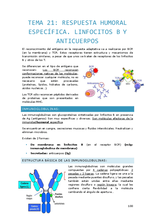 Miniatura del documento TEMA-21.-Respuesta-humoral-especifica.-Linfocitos-B-y-anticuerpos.pdf