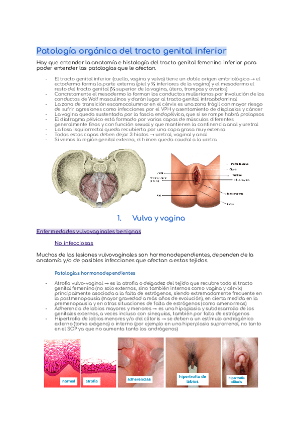 Miniatura del documento Tema-19-Patologia-organica-del-tracto-genital-inferior.pdf