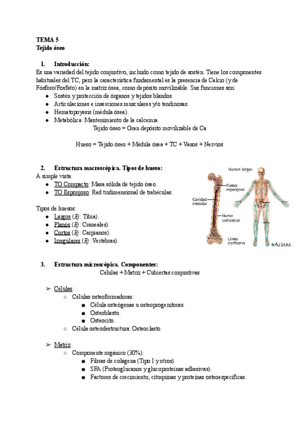 Miniatura del documento TEMA-5-Histologia.pdf