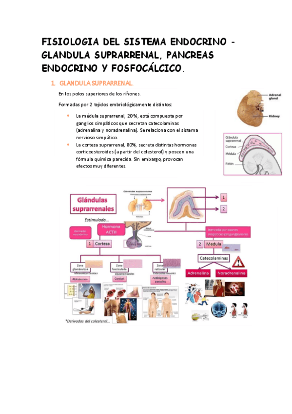 Miniatura del documento GLANDULA-SUPRARRENAL-PANCREAS-ENDOCRINO-Y-FOSFOCALCICO.pdf