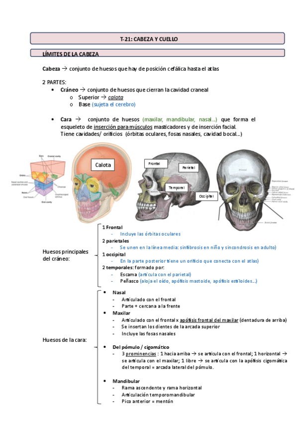 Miniatura del documento Anatomia-cabeza-y-cuello.pdf