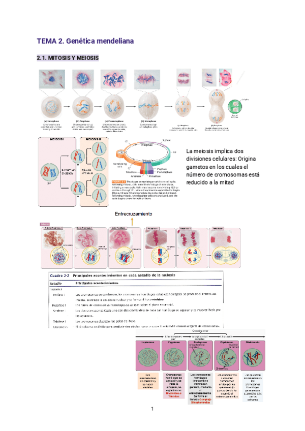 Miniatura del documento TEMA-2.-Genetica-mendeliana.pdf