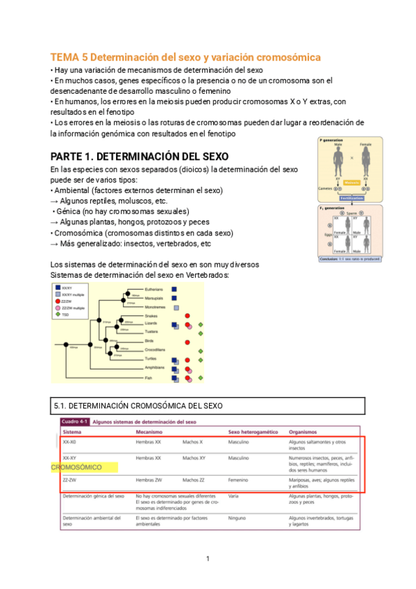 Miniatura del documento TEMA-5-Determinacion-del-sexo-y-variacion-cromosomica.pdf
