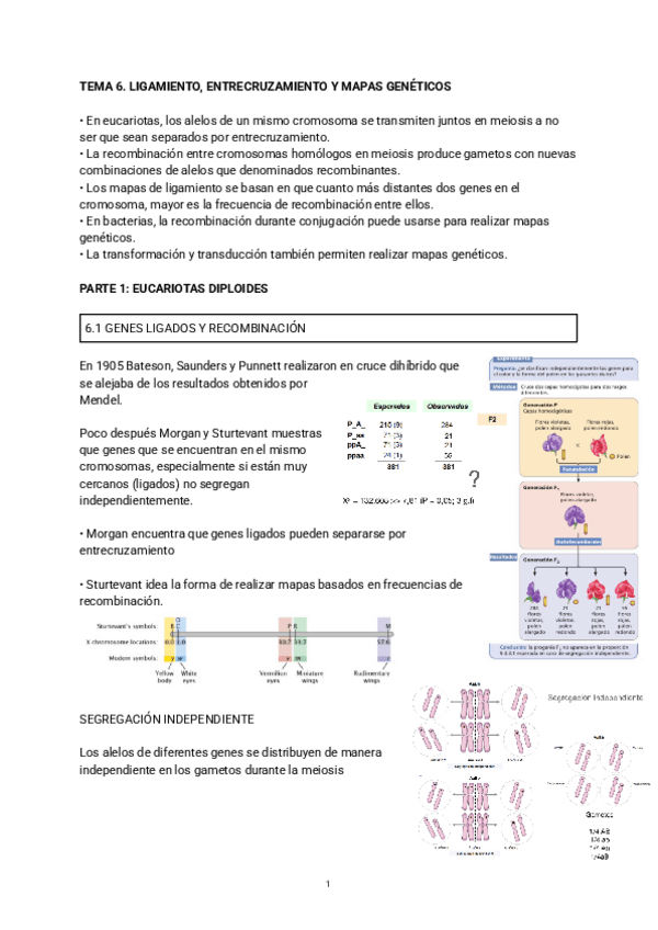 Miniatura del documento TEMA-6.-LIGAMIENTO-ENTRECRUZAMIENTO-Y-MAPAS-GENETICOS.pdf