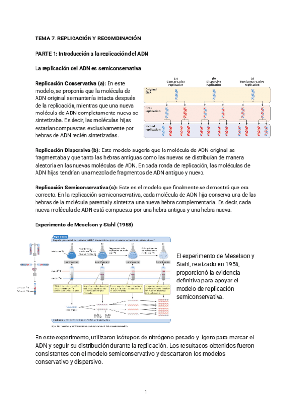 Miniatura del documento TEMA-7.-REPLICACION-Y-RECOMBINACION.pdf