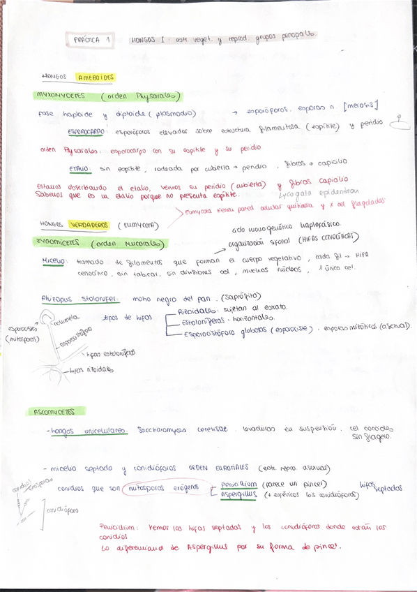 Miniatura del documento Examen-Practicas-Botanica.pdf