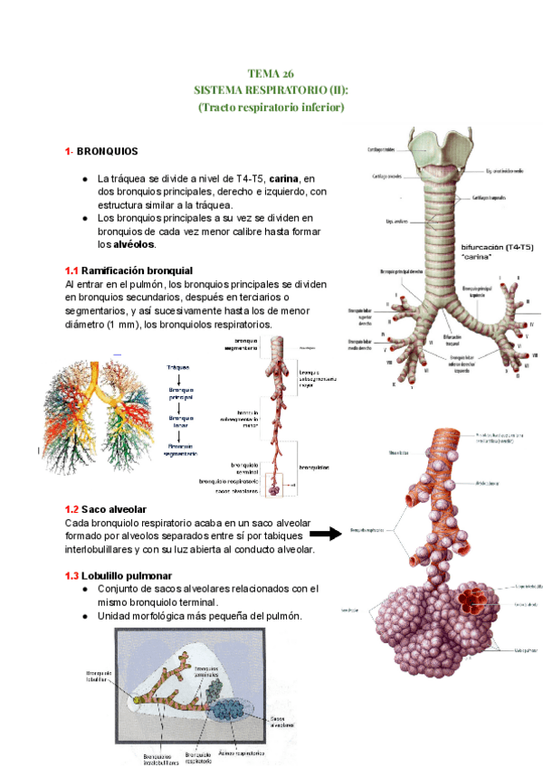 Miniatura del documento TEMA-26-ANATOMIA.pdf